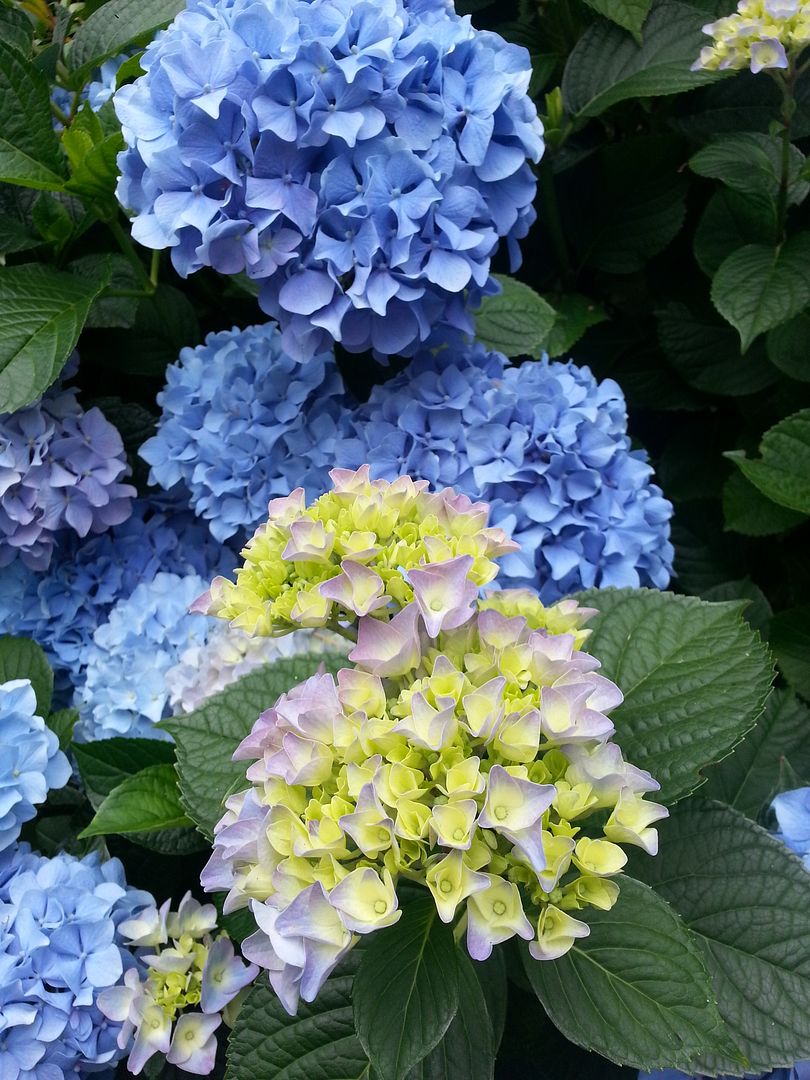  photo 20140720_103702_zpsevvceres.jpg